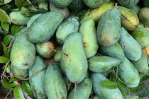 Xoài Việt dội chợ, giá rẻ hơn rau