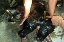 Đổ xô đi xem bò mẹ sinh bê con 2 đầu ở Nghệ An