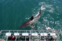 Những trải nghiệm đáng sợ không dành cho người yếu tim