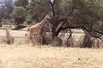 Video: Sư tử tung chiêu, hạ gục hươu cao cổ chỉ trong nháy mắt