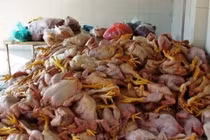 Cá hồi Sa Pa giảm xuyên đáy, tôm hùm tăng giá gấp ba