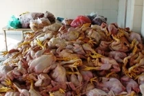 Cá hồi Sa Pa giảm xuyên đáy, tôm hùm tăng giá gấp ba