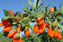 3 "thần dược" đẩy lùi gan nhiễm mỡ