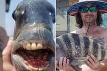 Bắt được con cá có hàm răng kỳ lạ