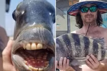 Bắt được con cá có hàm răng kỳ lạ