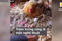 Video: Người đàn ông 'thôi miên' gà để móc trộm trứng