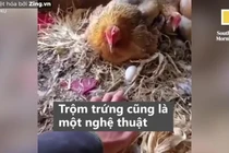 Video: Người đàn ông 'thôi miên' gà để móc trộm trứng