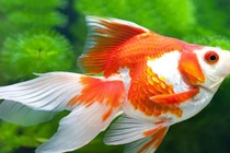 5 điềm báo bạn sắp giàu to, trong nhà có hỷ tín