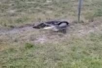 Video: Thấy cá sấu trong sân, người đàn ông Mỹ làm liều