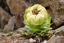 Loài hoa truyền thuyết được ví như tiên dược, nhà giàu Việt săn lùng