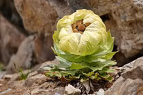 Loài hoa truyền thuyết được ví như tiên dược, nhà giàu Việt săn lùng