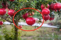 Trồng 6 loại cây này trước nhà, tiền bạc sinh sôi, con cháu phú quý