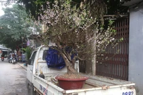 Nghề thu gom gốc đào sau Tết: Kiếm tiền triệu mỗi ngày