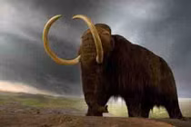 Tái sinh voi ma mút không ngà để cứu trái đất