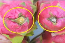 Mua thanh long muốn chọn quả ngọt cứ nhìn vào điểm này