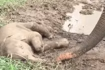 Video: Thấy con nằm bất động, voi mẹ vội kiểm tra hơi thở và cái kết