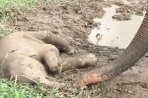 Video: Thấy con nằm bất động, voi mẹ vội kiểm tra hơi thở và cái kết