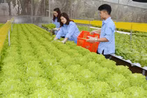 Mướt mắt trại rau thủy canh hiện đại đầu tiên ở miền núi Yên Bái