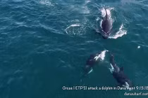 Video: Khoảnh khắc cá voi sát thủ tấn công, sát hại cá heo ở ngoài khơi Mỹ