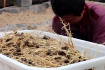 Thứ rễ cây tưởng không ăn được nhưng quý như nhân sâm