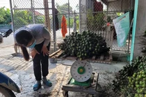 Bán mỗi tạ quả mua được cả chỉ vàng, dân trồng cau trúng lớn