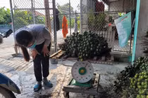 Bán mỗi tạ quả mua được cả chỉ vàng, dân trồng cau trúng lớn