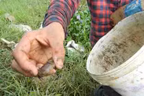 "Tuyệt chiêu" cao thủ thả thính dụ cáy, kiếm tiền triệu mỗi ngày