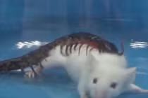 Video: Rết độc "đoạt mạng" chuột lớn gấp 15 lần chỉ trong 30 giây