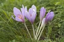 7 loại hoa đẹp nhưng ẩn chứa chất độc gây chết người