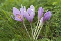 7 loại hoa đẹp nhưng ẩn chứa chất độc gây chết người