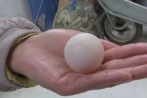 Hình dáng kỳ quặc nhưng quả trứng gà này có giá 15 triệu đồng