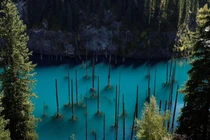 Video: Khám phá thế giới siêu thực ở hồ cây mọc ngược lạ kỳ