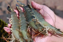 Chọn tôm chỉ cần nhìn vào 3 điểm này, bách phát bách trúng