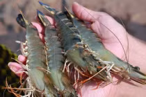 Chọn tôm chỉ cần nhìn vào 3 điểm này, bách phát bách trúng