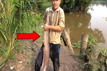 Video: Chỉ với một con dế, người đàn ông câu được cá trê siêu khủng