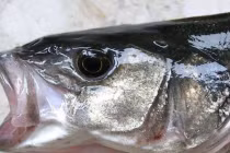 Có 3 loại cá, 4 bộ phận chứa đầy chất độc, ăn vào hại não