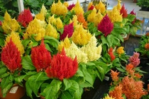 Cách trồng hoa mào gà vừa làm cảnh vừa làm thuốc