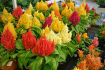 Cách trồng hoa mào gà vừa làm cảnh vừa làm thuốc