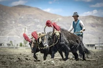 Người Tây Tạng mang "siêu năng lực" từ một loài người khác