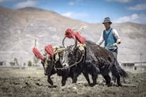 Người Tây Tạng mang "siêu năng lực" từ một loài người khác