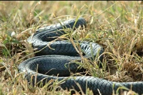 Top 10 loài săn mồi nguy hiểm nhất