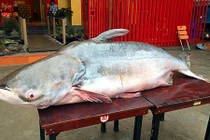 Cận cảnh cá dầu hơn 160 kg xuất hiện tại Hà Nội