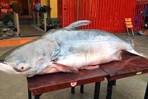 Cận cảnh cá dầu hơn 160 kg xuất hiện tại Hà Nội