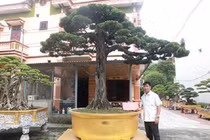 Đại gia vác 2 bao tải tiền tươi mua cây cảnh