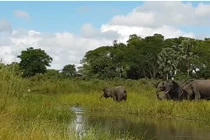 Video: Cá sấu khổng lồ săn voi và cái kết bất ngờ