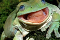 Rắn kịch độc “gào khóc” trong miệng ếch xanh gây tranh cãi