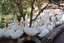 Vay 500 triệu nuôi vịt, vợ chồng Hà Nội thắng lớn