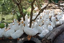 Vay 500 triệu nuôi vịt, vợ chồng Hà Nội thắng lớn