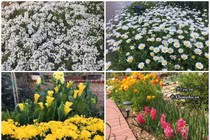 Thán phục chồng đảm tự bốc gạch, xây vườn bậc thang cho vợ trồng hoa