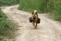 Chú chó thông minh ngày nào cũng ra đồng đưa cơm cho chủ